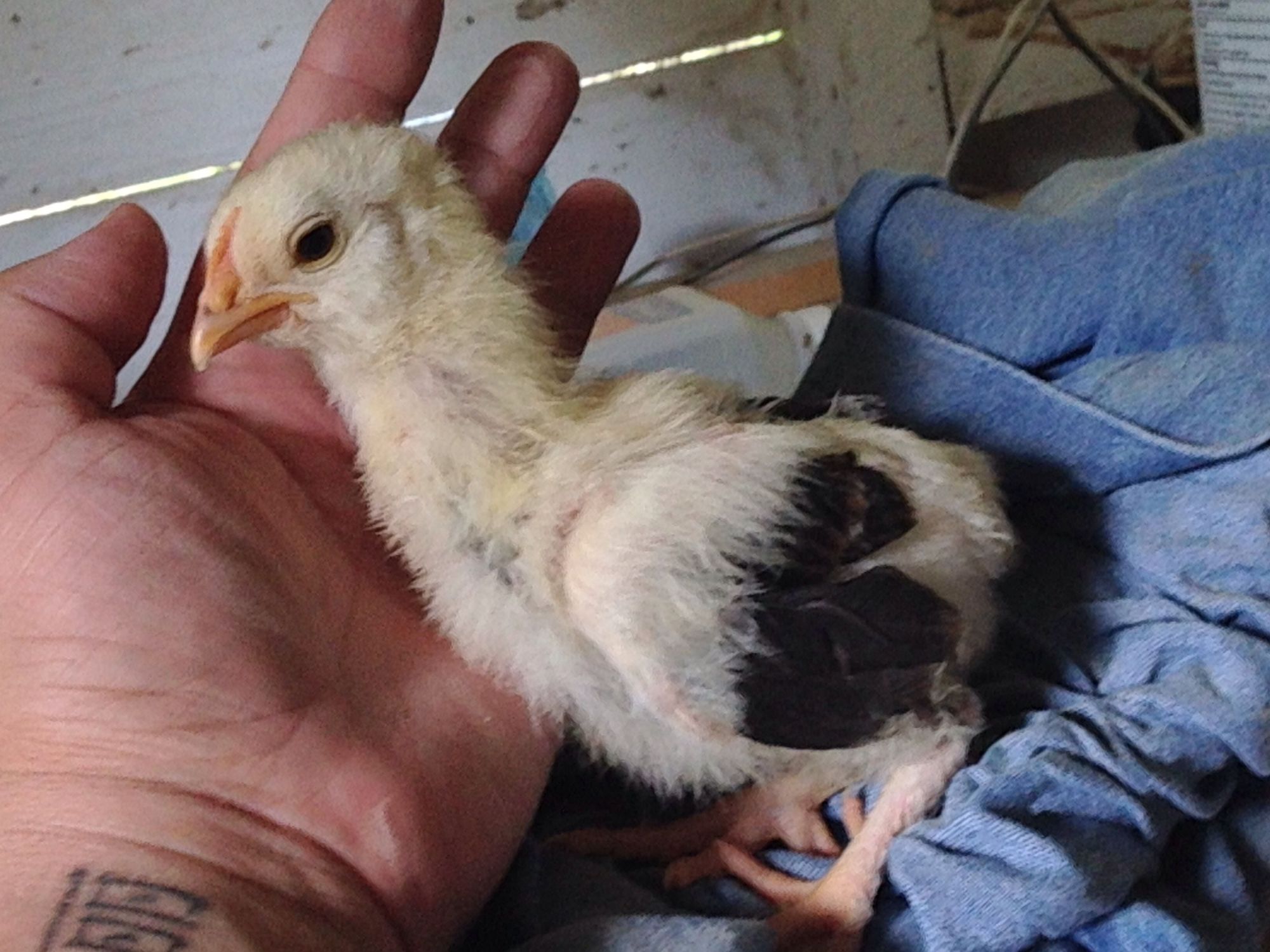 I got this with my top hat chickens and it was "rare breed" but not sure what exactly. At first we thought it was a Silkie because it's feathers were so different and at 2 weeks had feathers down its legs. Now I'm not sure. It's